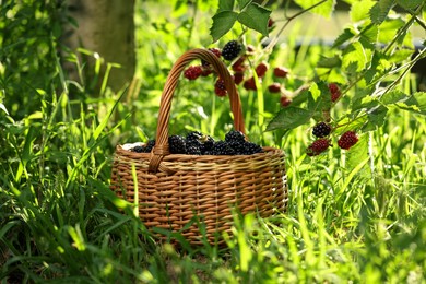 Wicker basket with ripe blackberries on green grass outdoors