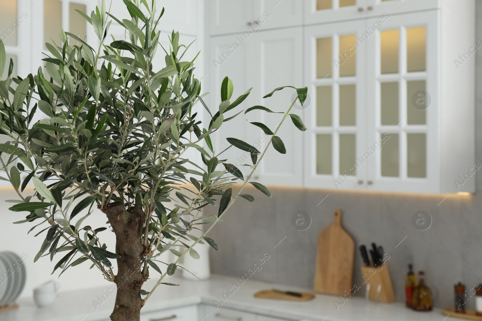 Photo of Beautiful olive tree in stylish kitchen. Interior design