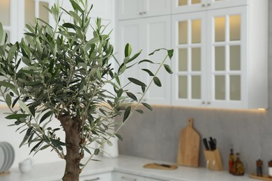 Photo of Beautiful olive tree in stylish kitchen. Interior design