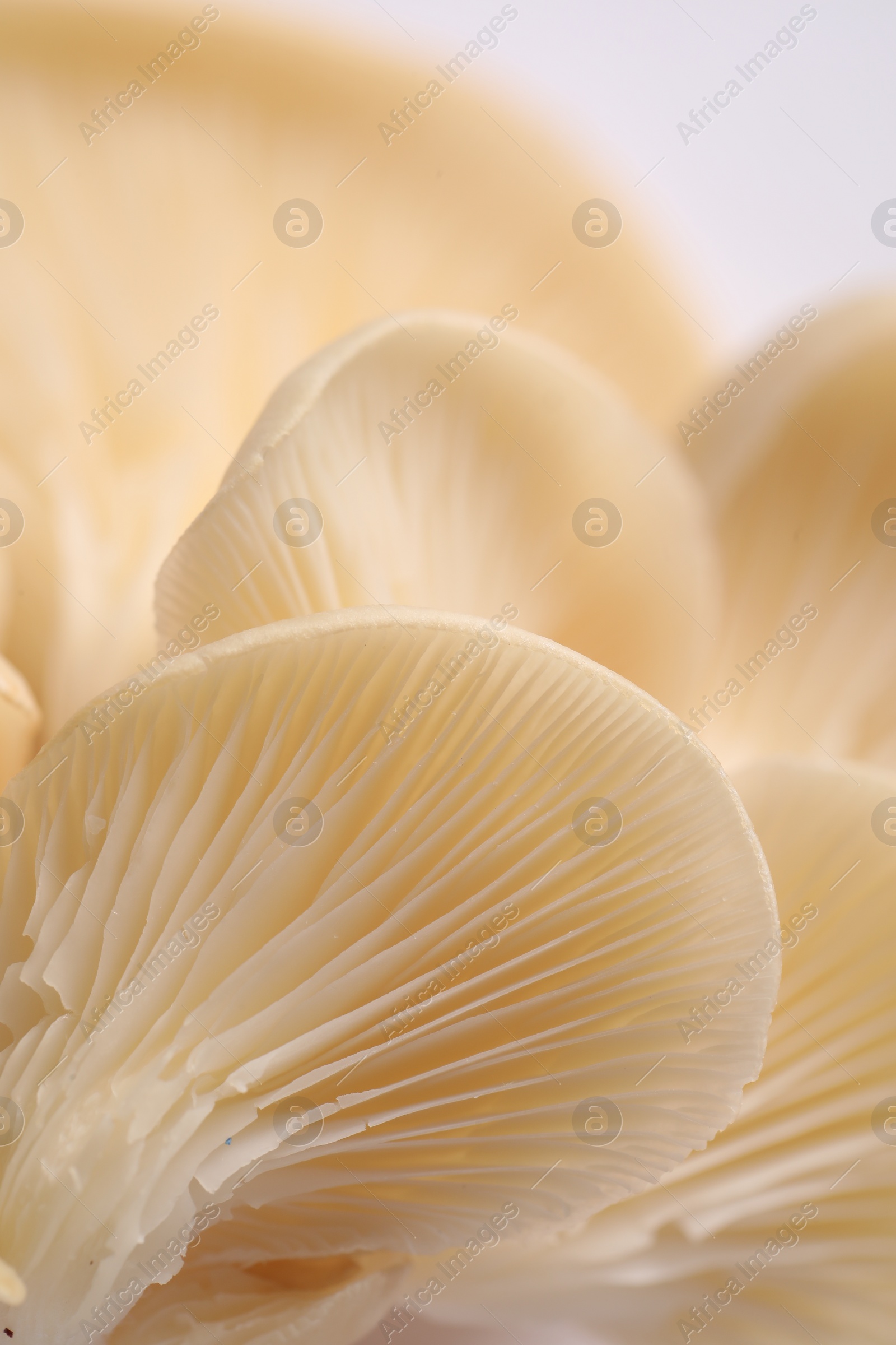 Photo of Macro view of fresh oyster mushrooms as background