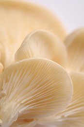 Macro view of fresh oyster mushrooms as background