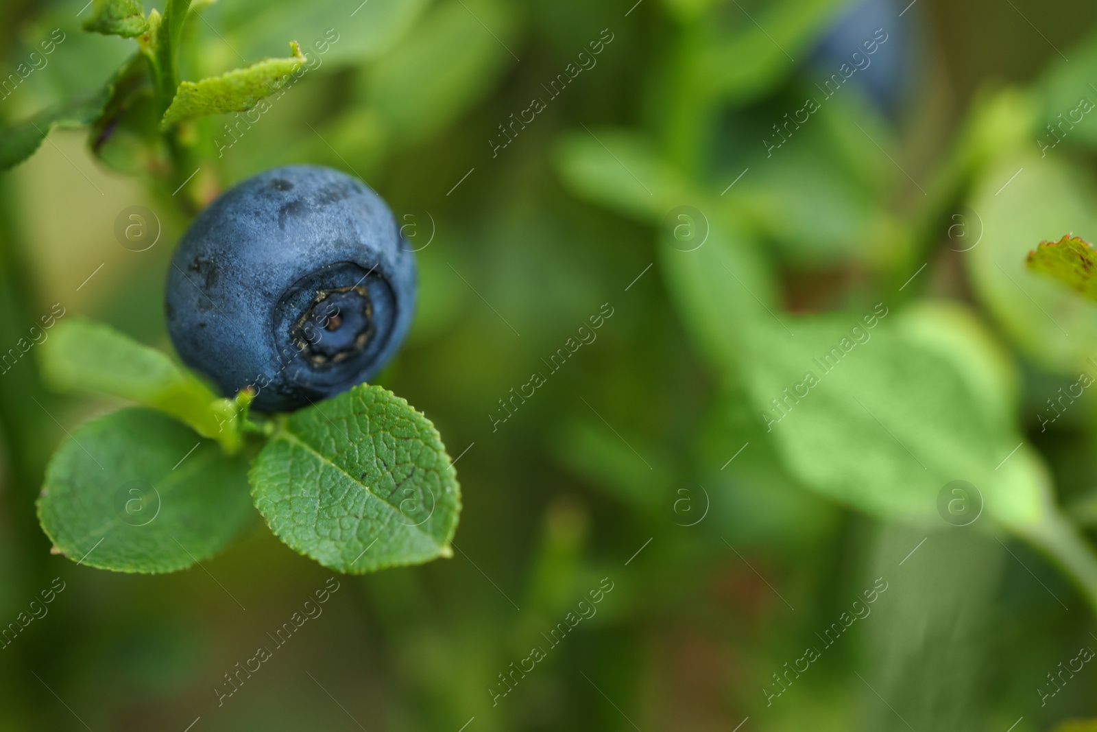 Photo of Ripe bilberry growing in forest, closeup. Space for text