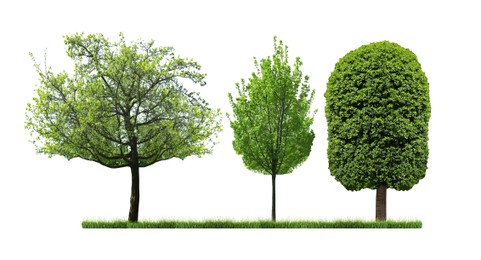 Image of Beautiful trees with green leaves on white background, collage. Banner design