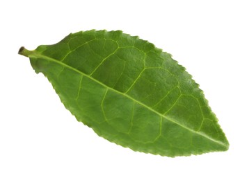 Photo of Fresh green tea leaf isolated on white