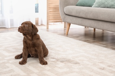 Photo of Chocolate Labrador Retriever puppy and wet spot on carpet indoors