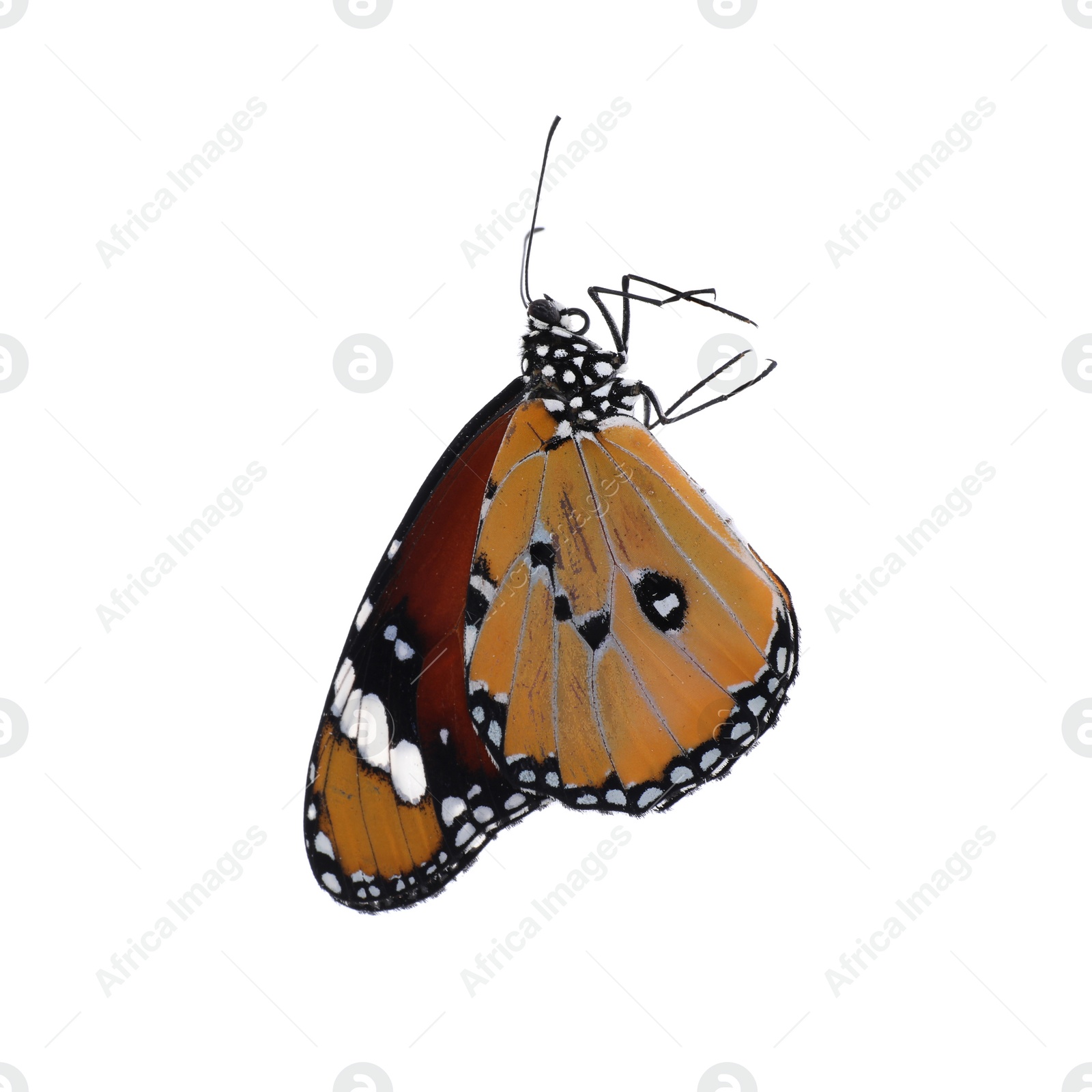 Photo of Beautiful painted lady butterfly isolated on white