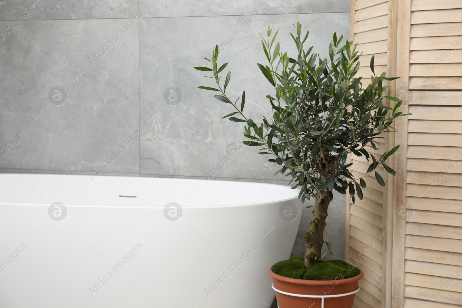 Photo of Beautiful young potted olive tree near tub in bathroom. Interior design