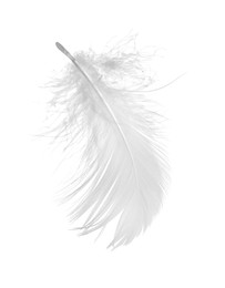 Beautiful fluffy bird feather isolated on white