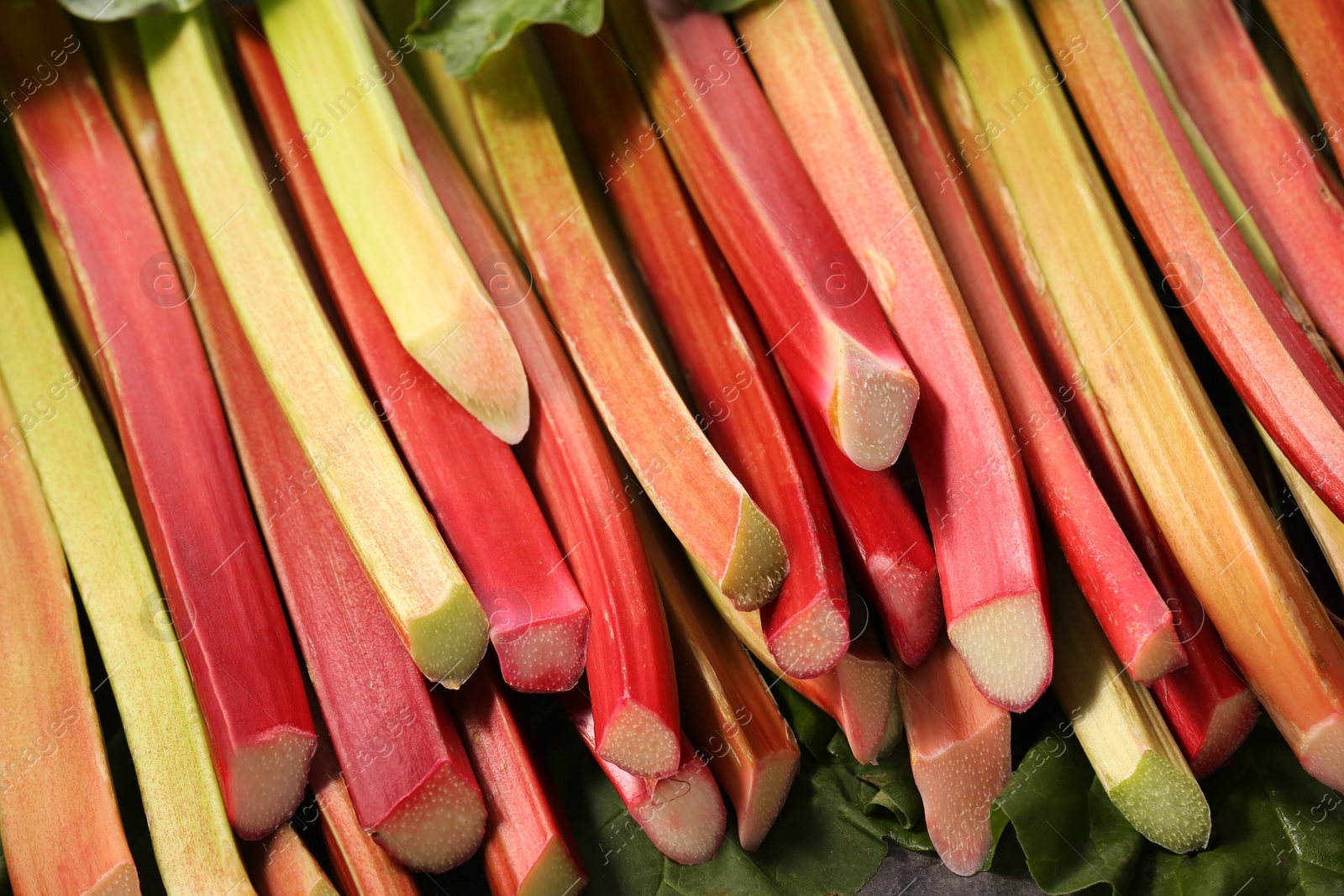 Photo of Many ripe rhubarb stalks on table, closeup