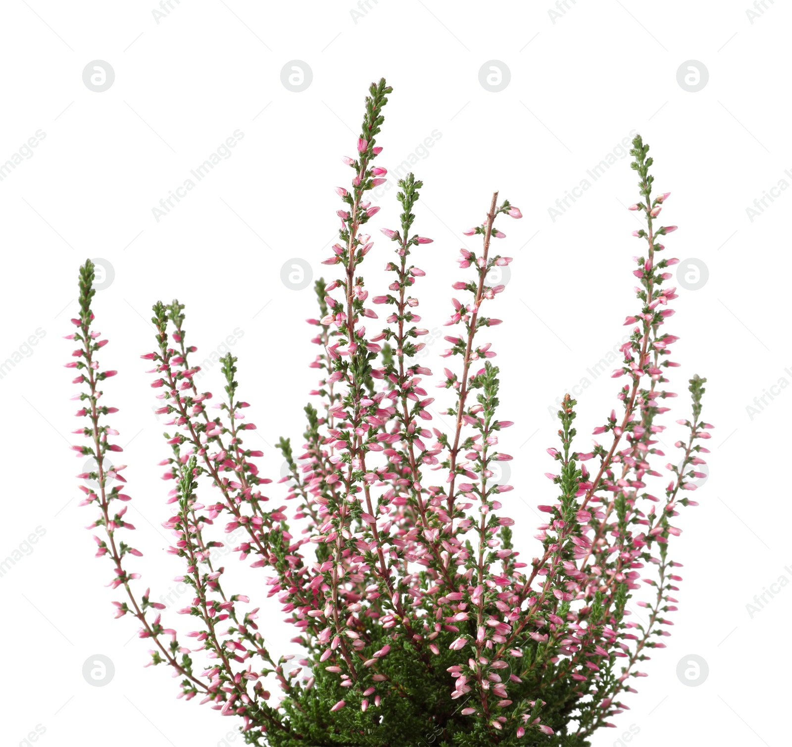 Photo of Heather with beautiful flowers on white background