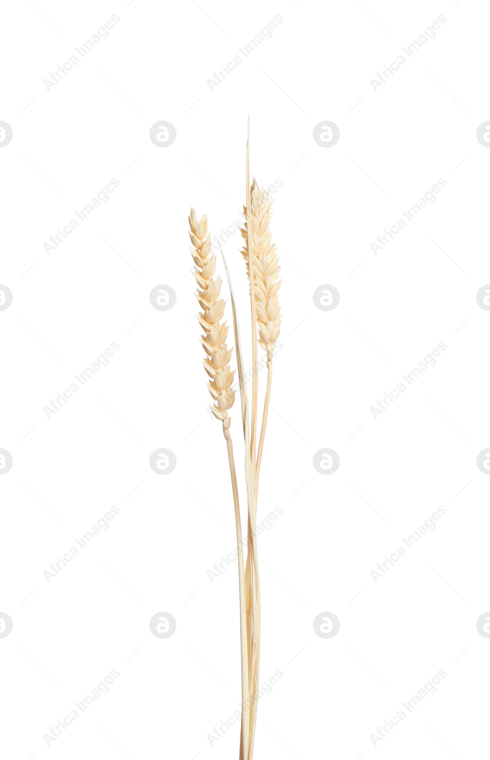 Photo of Beautiful tender dried flowers on white background.