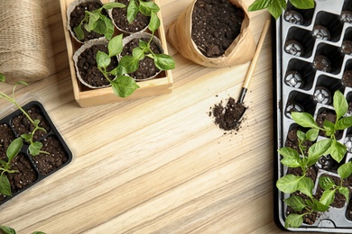 Flat lay composition with vegetable seedlings on wooden table. Space for text