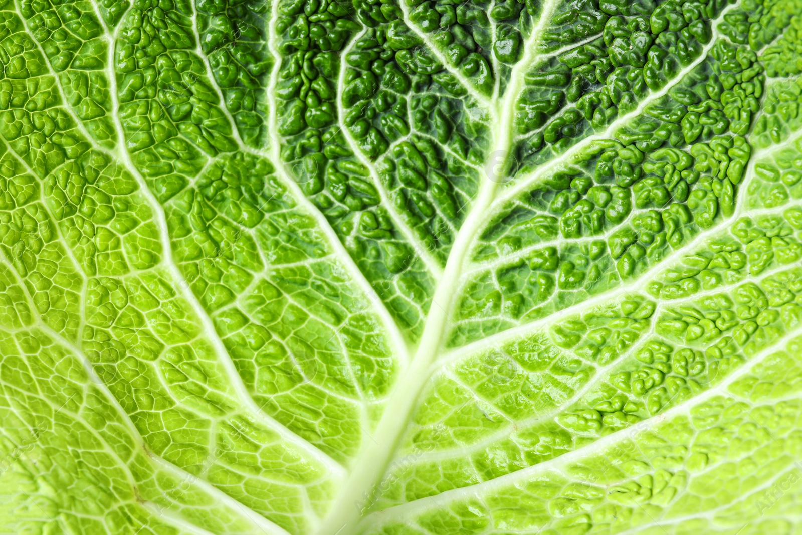 Photo of Savoy cabbage leaf as background, closeup view