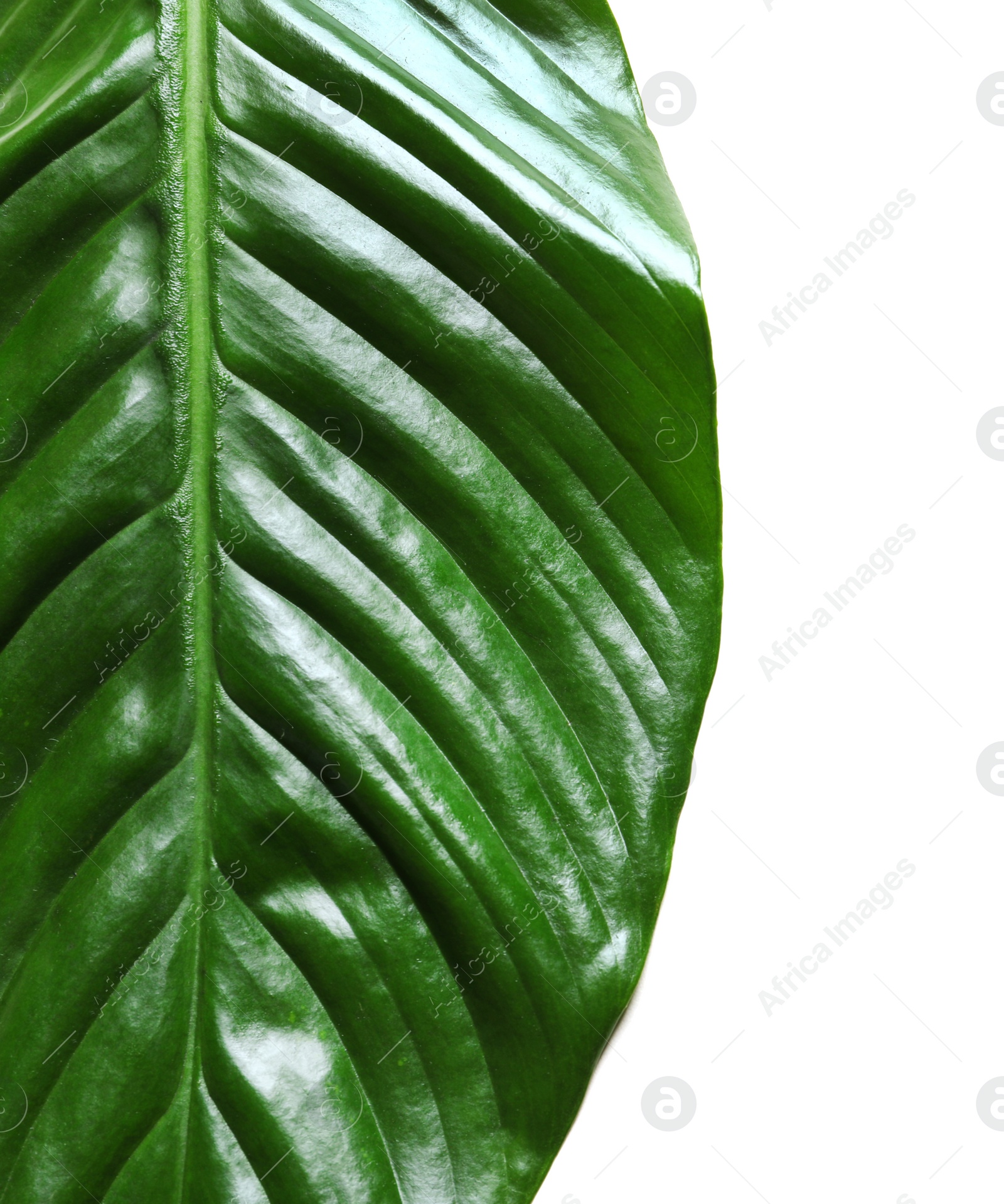 Photo of Beautiful Spathiphyllum leaf on white background, closeup