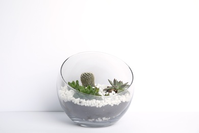 Photo of Glass florarium with different succulents on white background