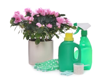 Photo of Azalea in pot, gloves and different houseplant fertilizers on white background