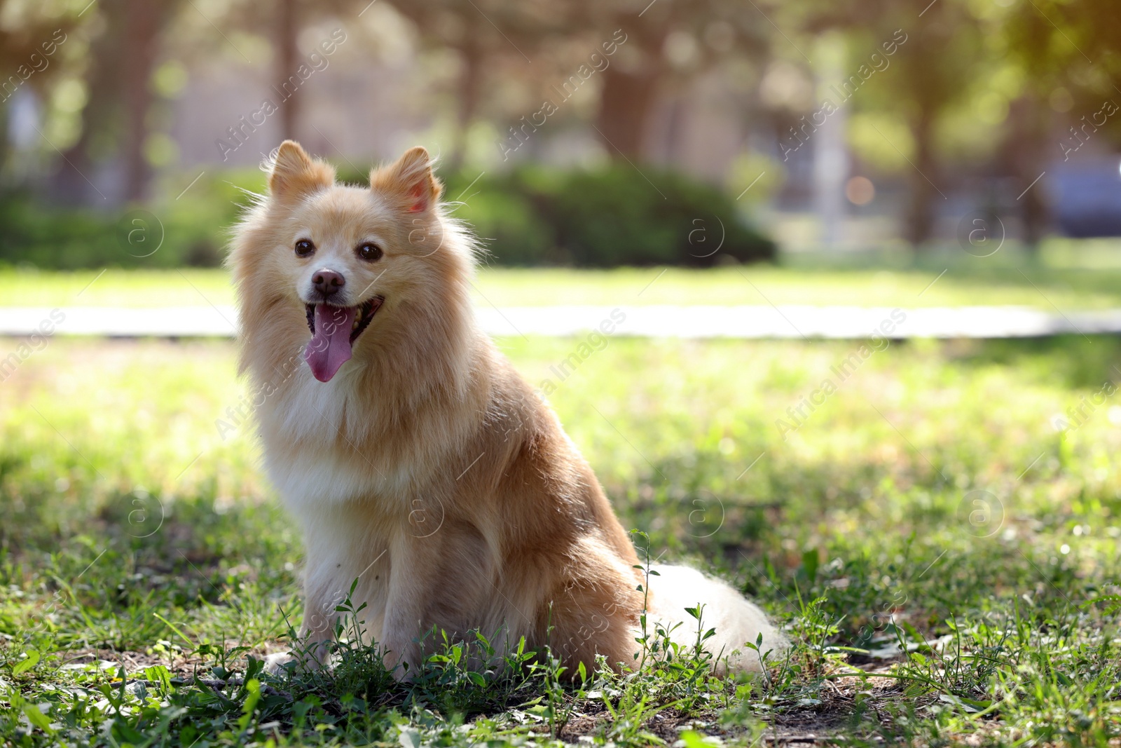 Photo of Cute dog in park on sunny day, space for text