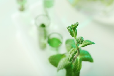 Photo of Green plant on blurred background, closeup with space for text. Biological chemistry