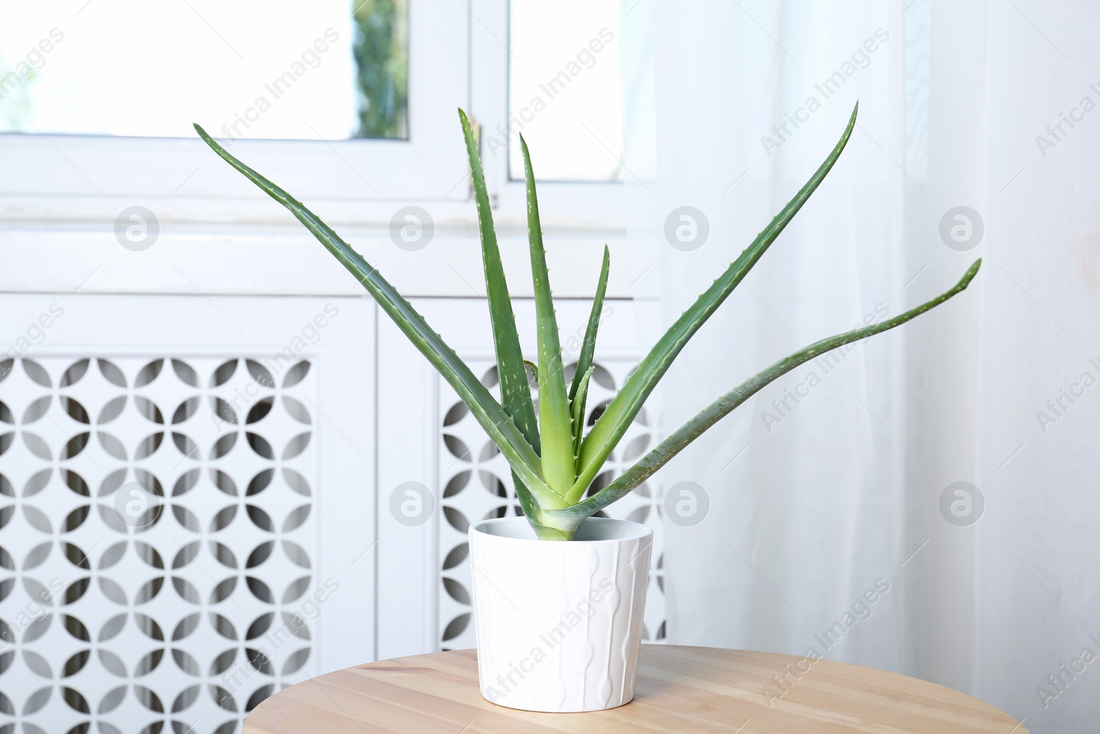 Photo of Potted aloe vera plant on table in room