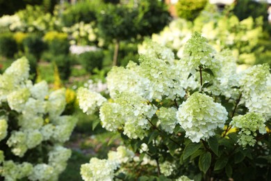 Photo of Beautiful hydrangea with blooming white flowers growing in garden, space for text