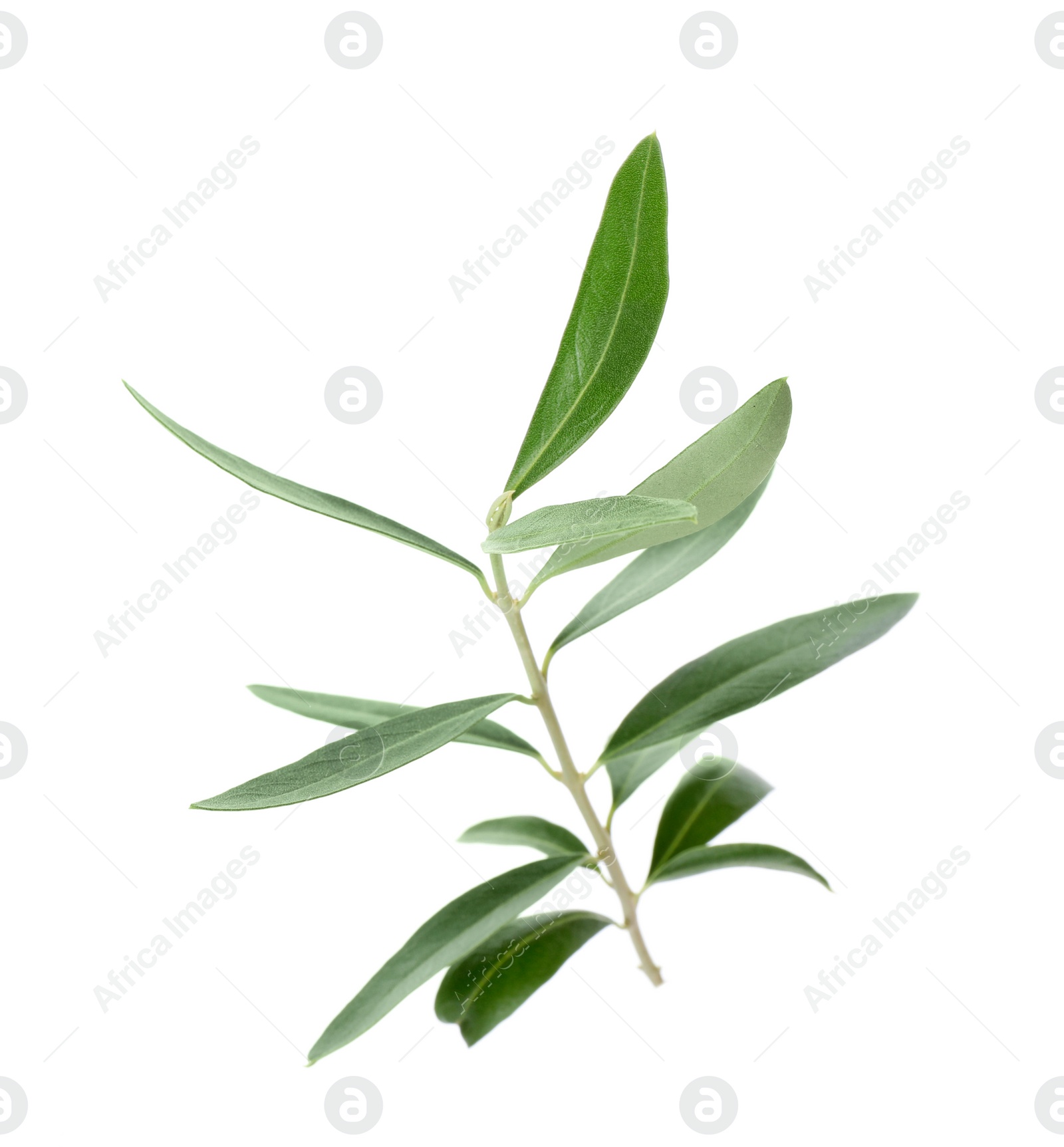 Photo of Twig with fresh green olive leaves on white background