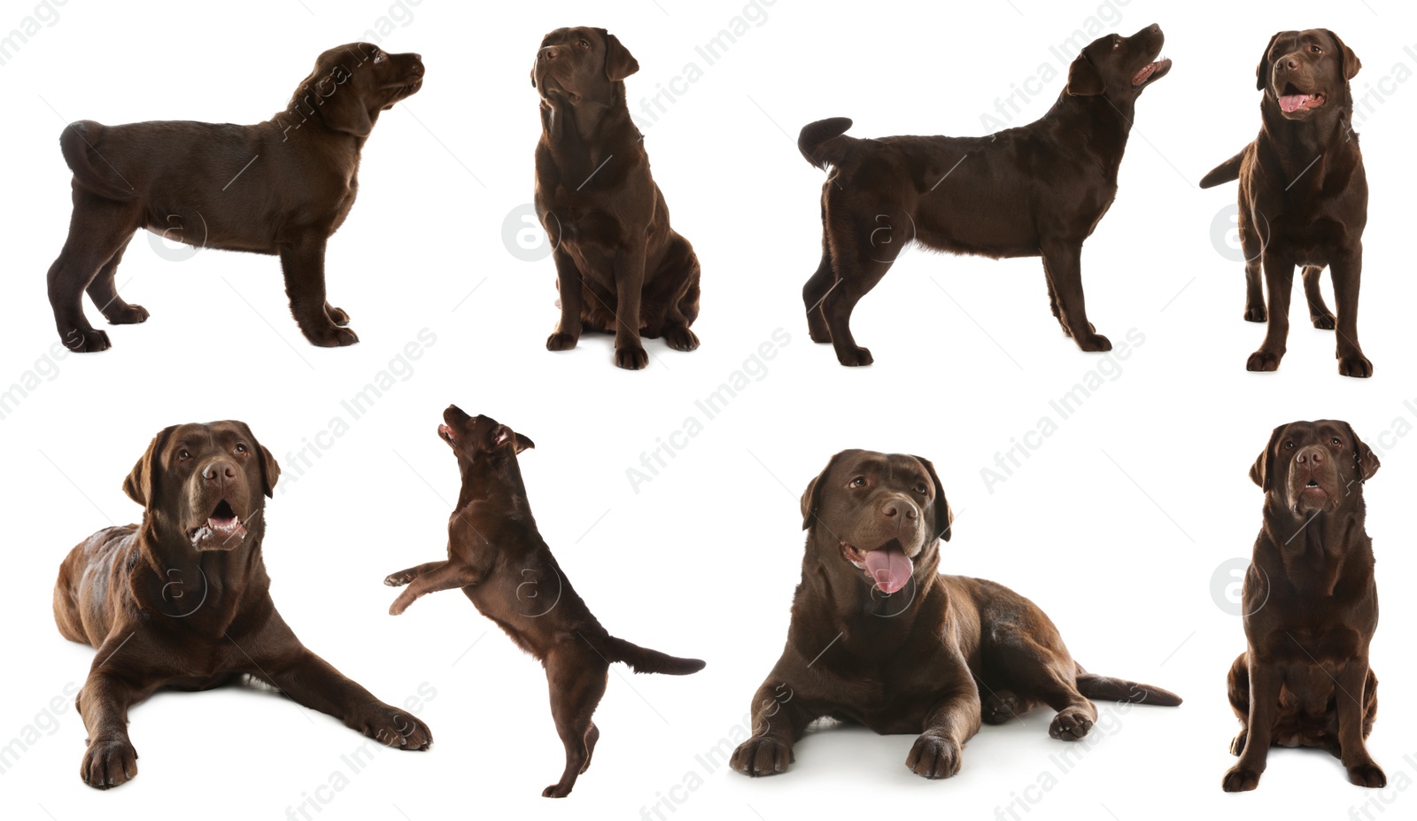 Image of Collage with photos of cute dog on white background