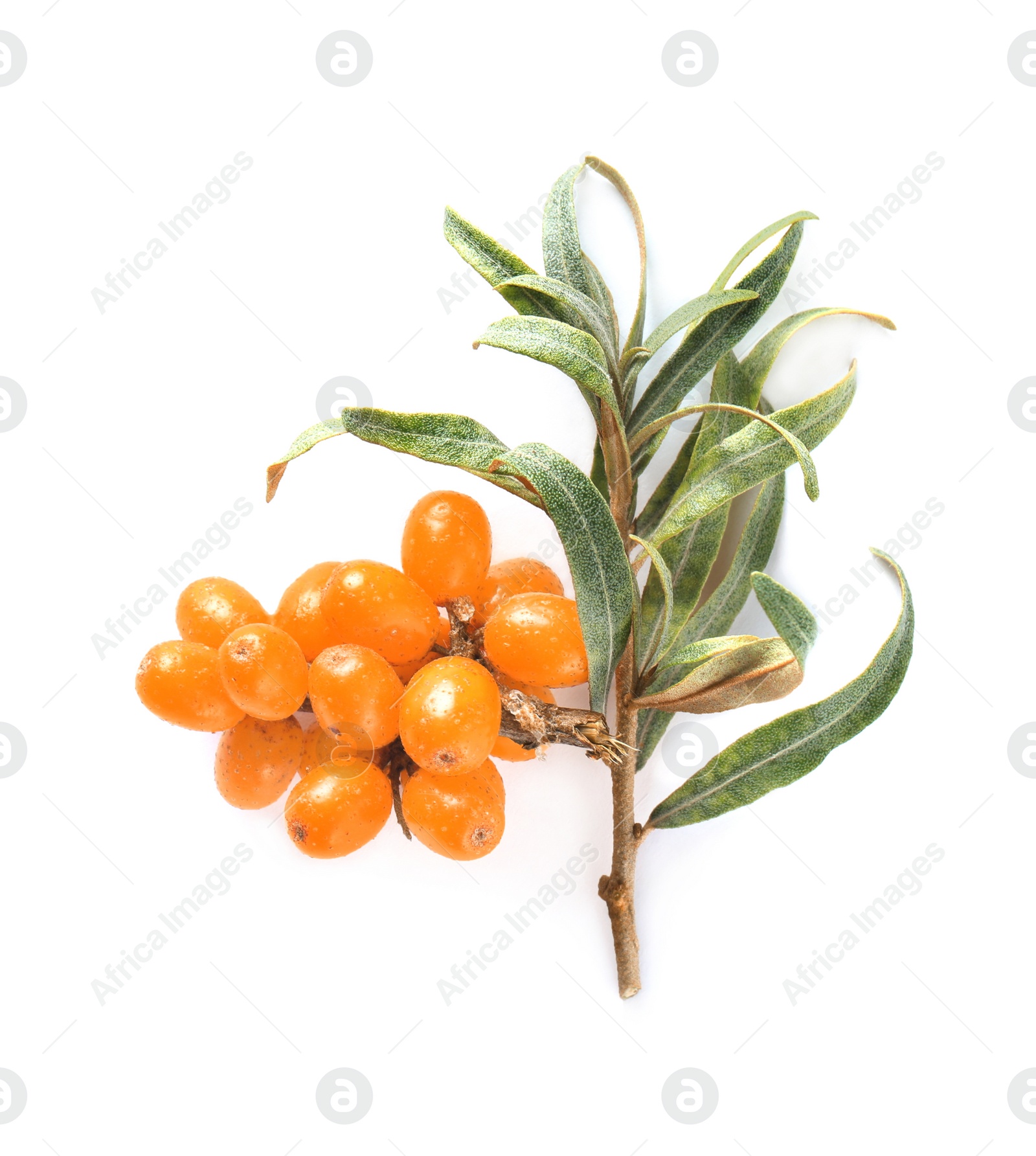 Photo of Sea buckthorn branch with ripe berries and leaves on white background