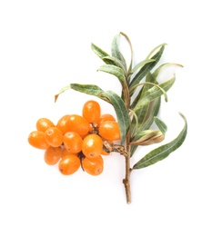 Photo of Sea buckthorn branch with ripe berries and leaves on white background