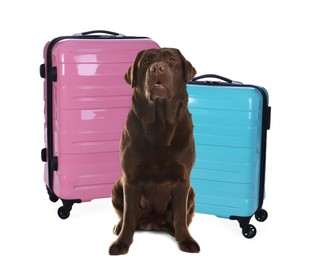 Cute dog and bright suitcases packed for journey on white background. Travelling with pet