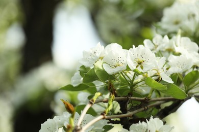 Tree with beautiful white blossom outdoors on spring day, closeup