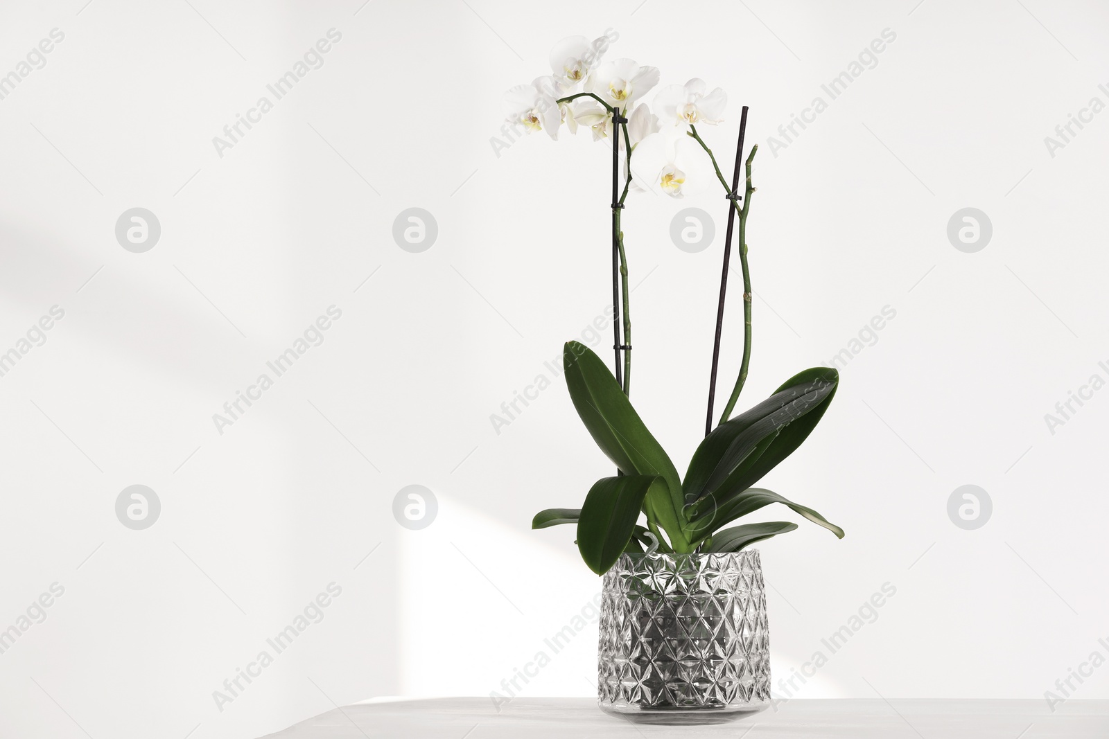 Photo of Blooming orchid flower in pot on white table near wall, space for text