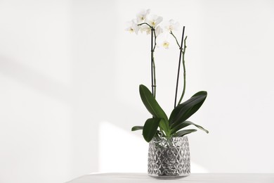 Blooming orchid flower in pot on white table near wall, space for text