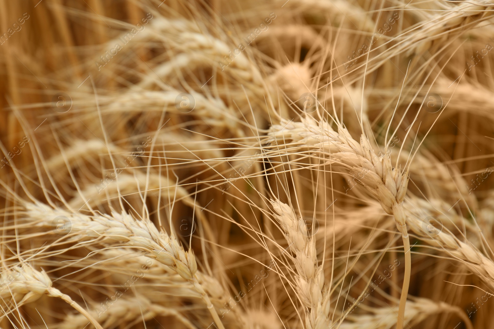 Photo of Ripe wheat spikes in agricultural field, closeup