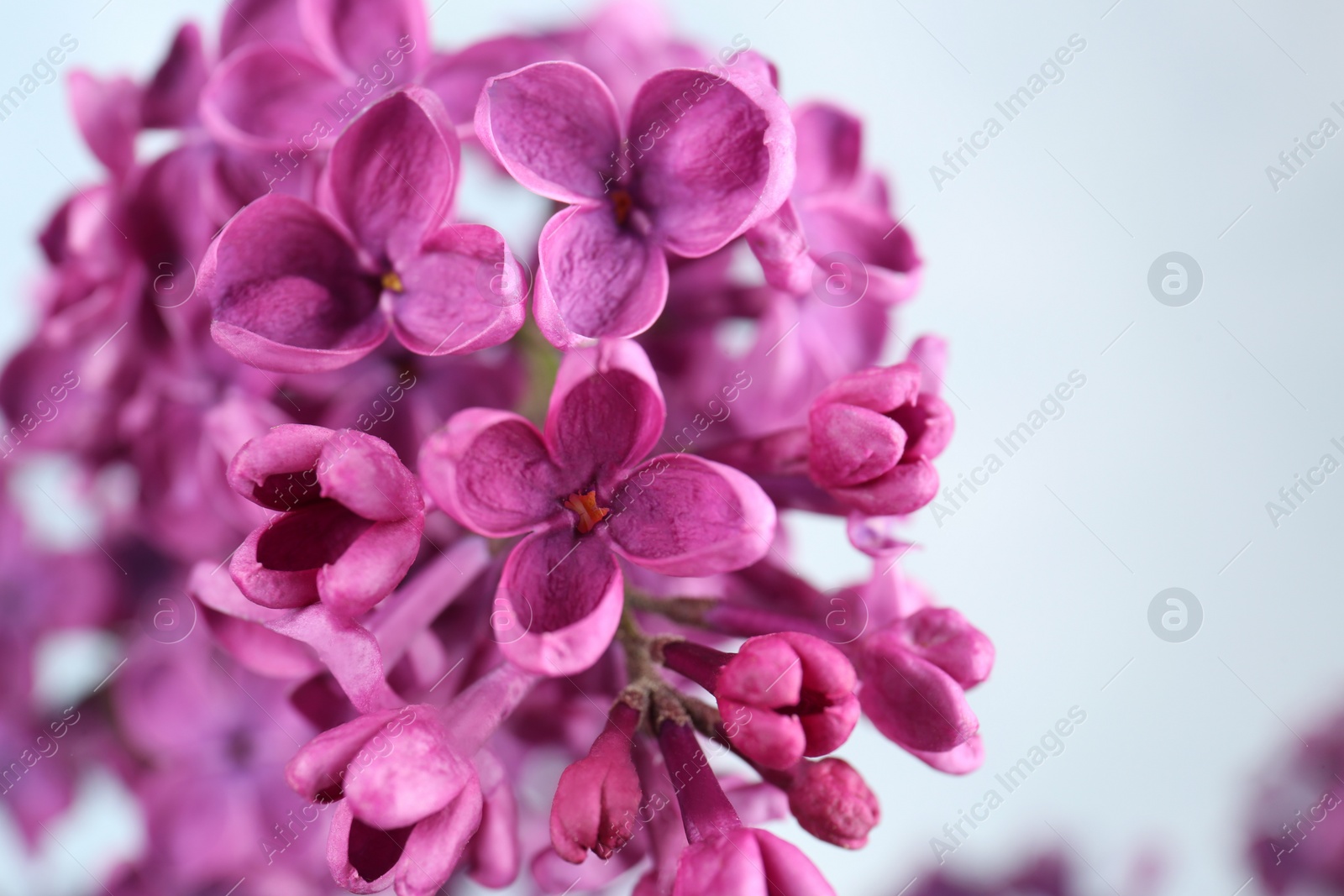 Photo of Closeup view of beautiful lilac flowers on light background