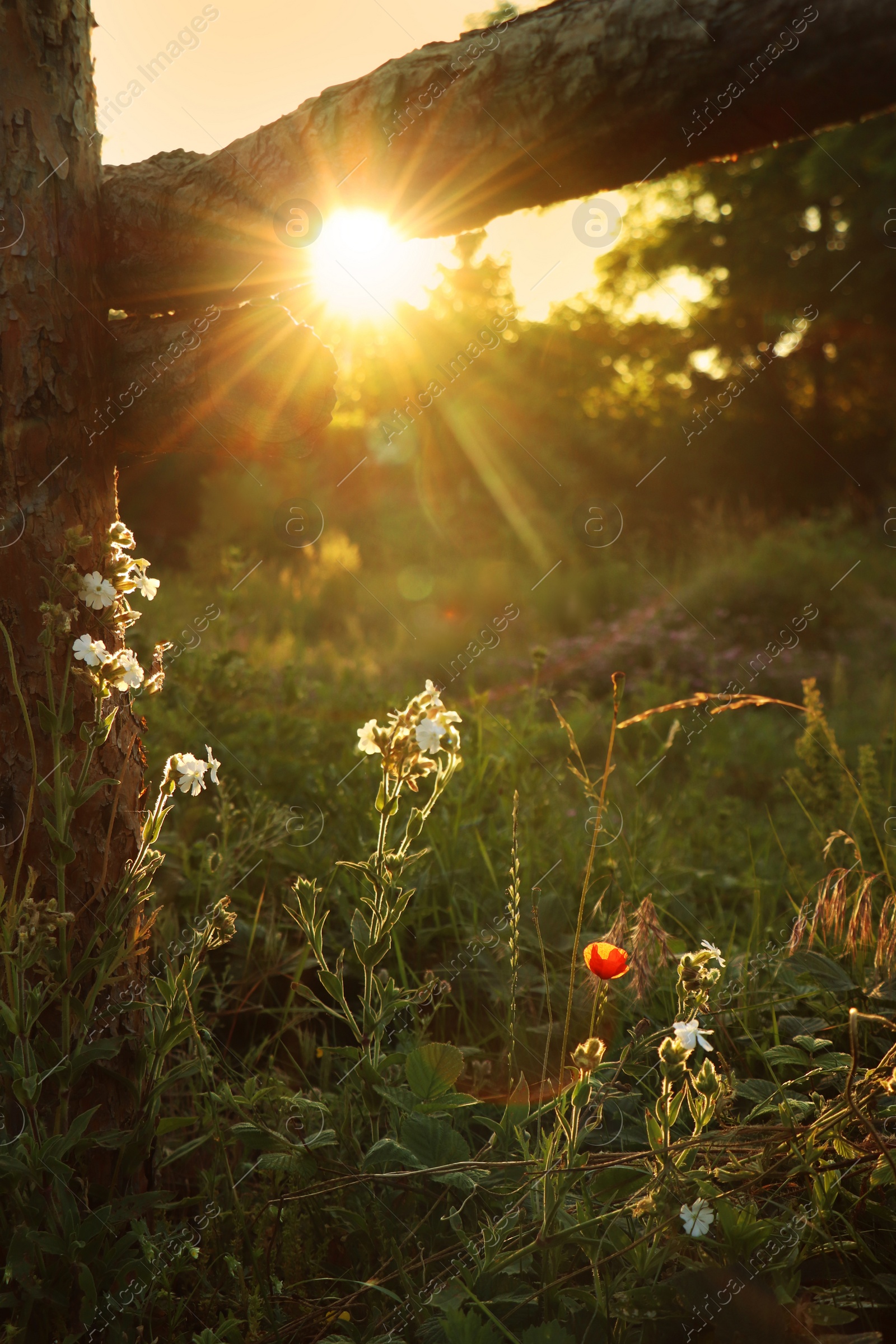 Photo of Picturesque view of countryside with beautiful wildflowers in morning