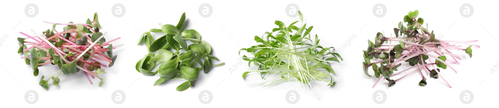 Image of Set of different fresh microgreens on white background. Banner design 