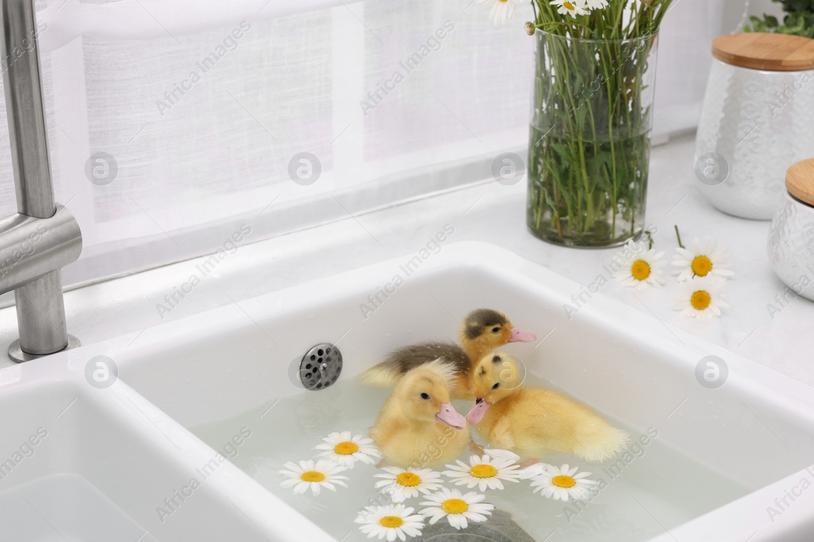 Photo of Cute fluffy ducklings swimming in sink with chamomiles indoors. Baby animals