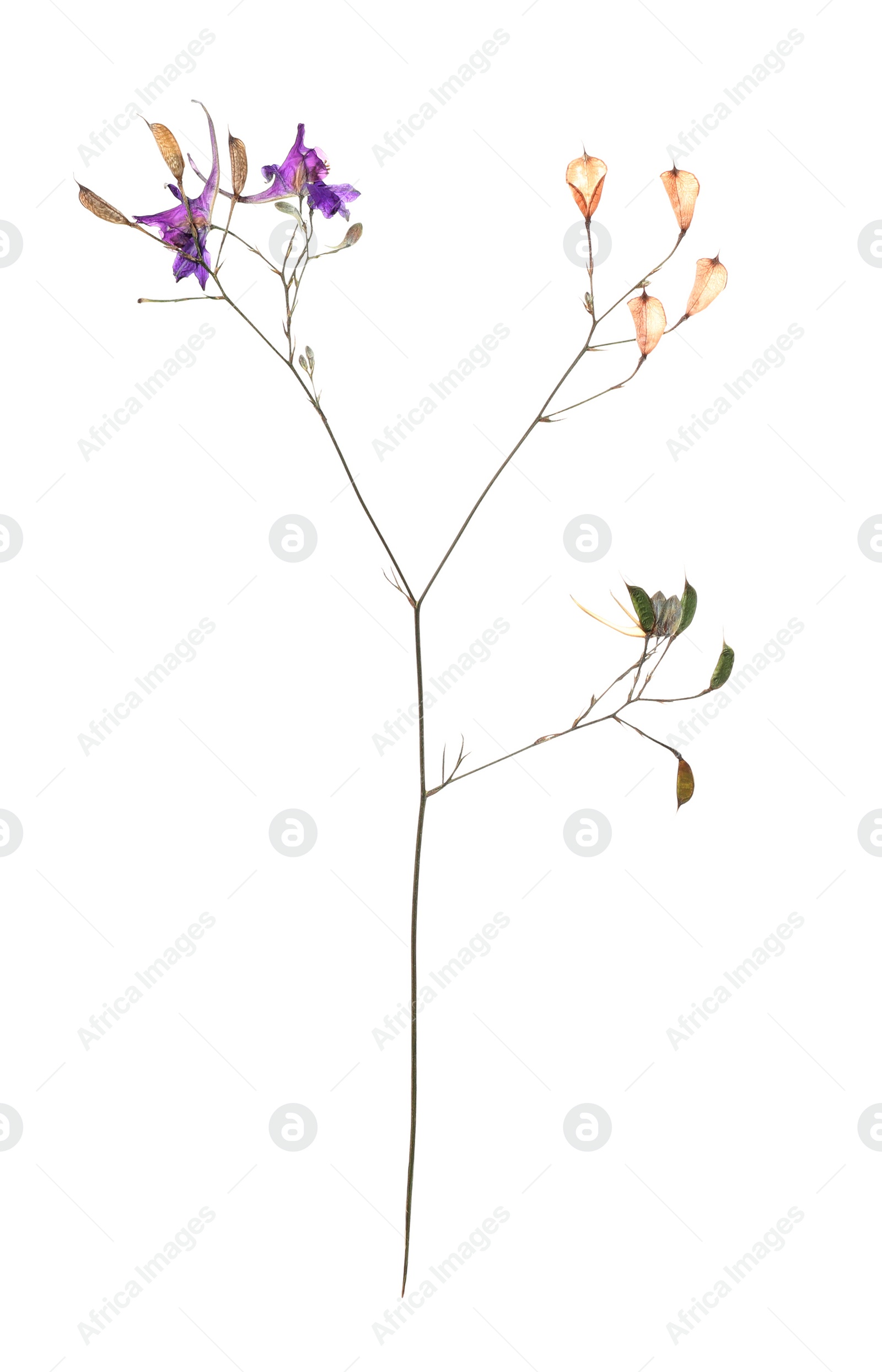 Photo of Dried meadow flowers on white background, top view