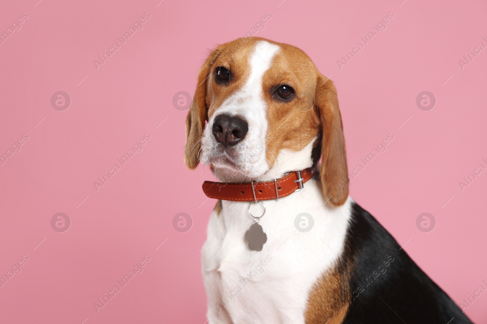 Photo of Adorable Beagle dog in stylish collar with metal tag on pink background