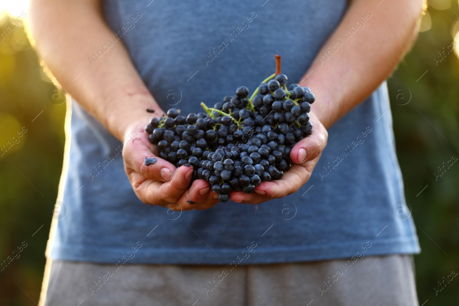 Photo of Man holding bunches of fresh ripe juicy grapes outdoors, closeup