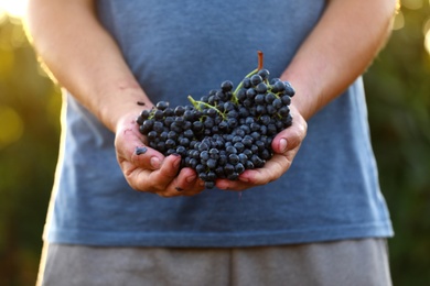 Man holding bunches of fresh ripe juicy grapes outdoors, closeup