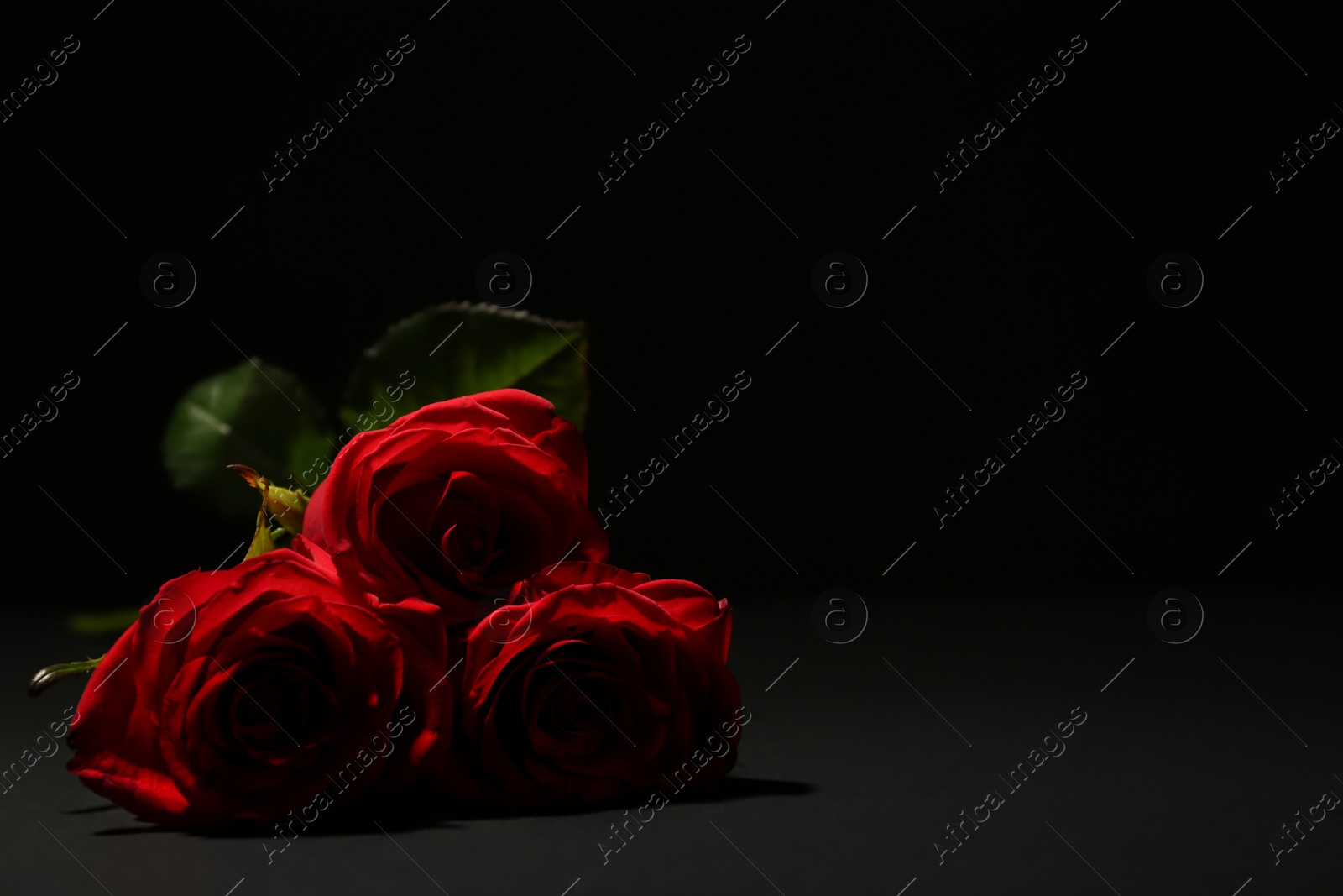Photo of Beautiful roses on dark background with space for text. Funeral flowers