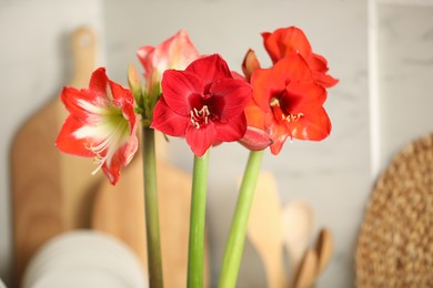 Photo of Beautiful red amaryllis flowers indoors, closeup view
