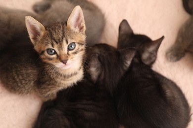 Photo of Cute fluffy kittens on faux fur. Baby animals