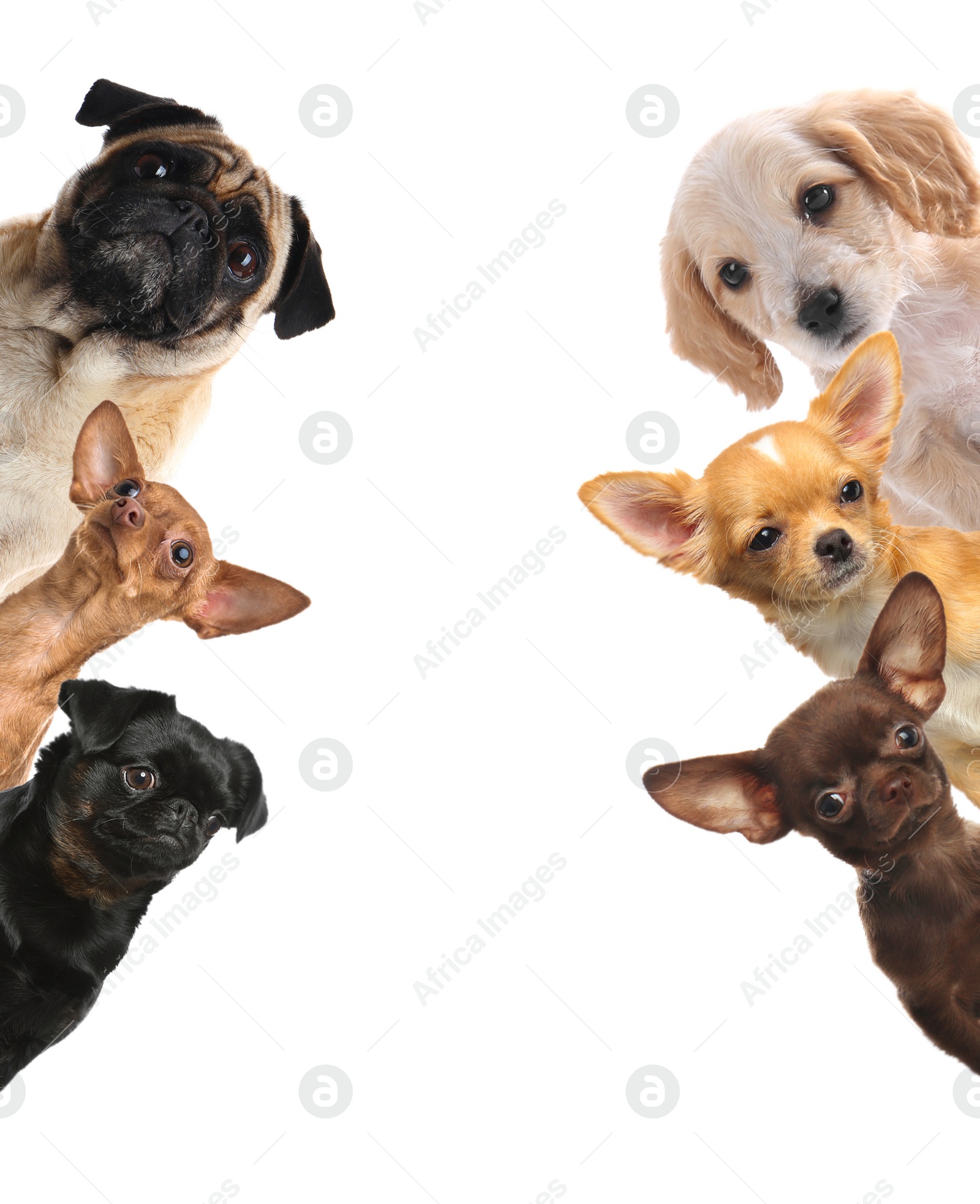 Image of Cute funny cats and dogs on white background