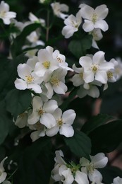 Photo of Closeup view of beautiful blooming white jasmine shrub outdoors