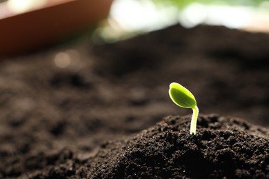 Photo of Little green seedling growing in soil, closeup. Space for text