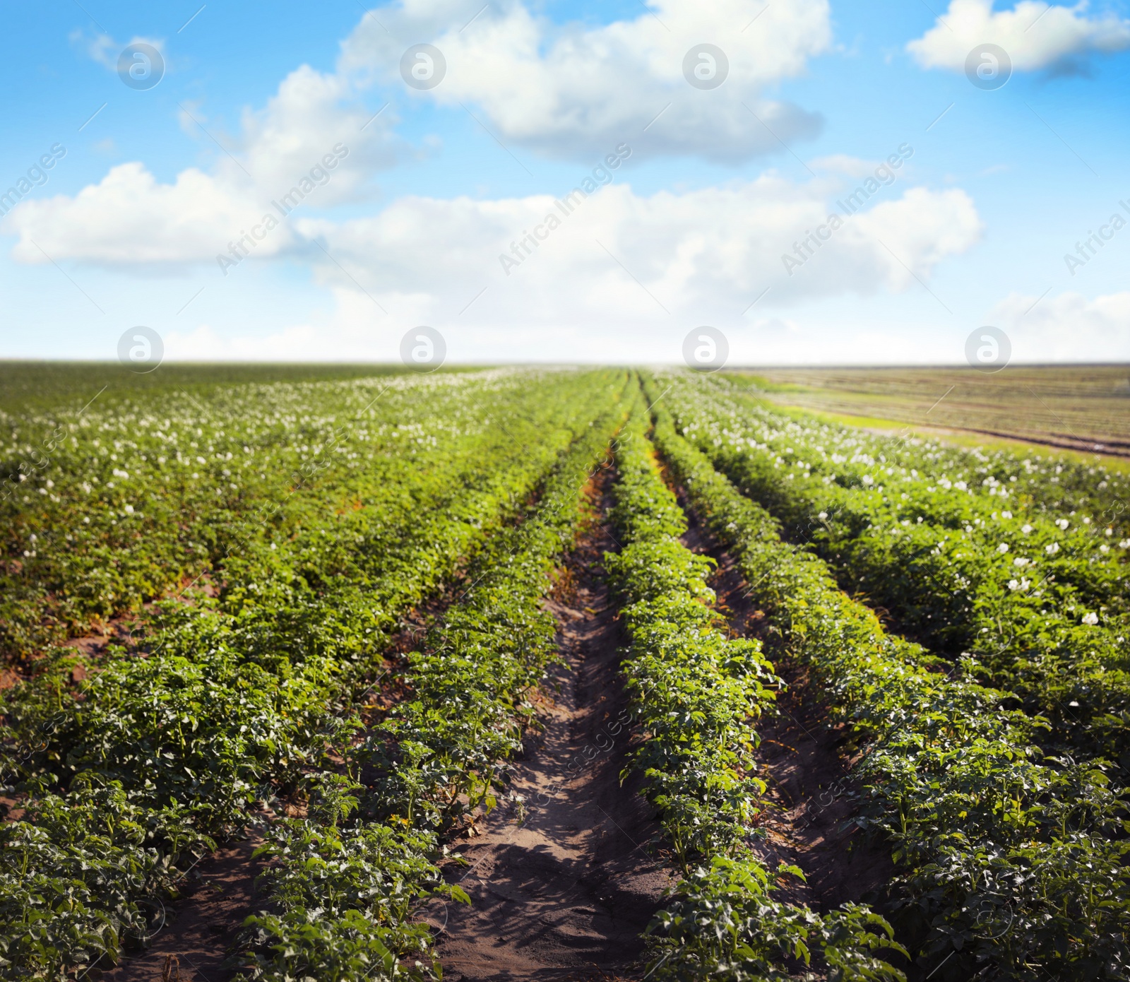 Image of Picturesque view of blooming potato field against blue sky with fluffy clouds on sunny day. Organic farming