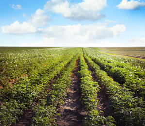 Picturesque view of blooming potato field against blue sky with fluffy clouds on sunny day. Organic farming