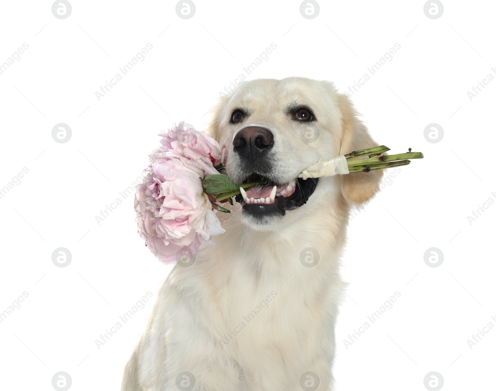 Photo of Cute Labrador Retriever with beautiful peony flowers on white background